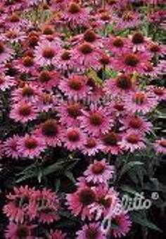 Echinacea Magnus Superieur